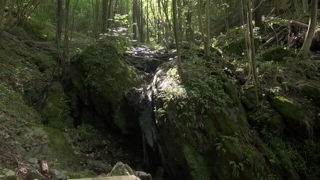 Forest trees moss rocks sunlight nature fresh plants mountain stone