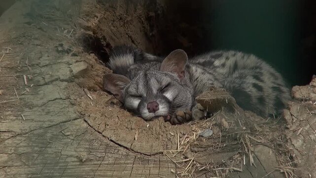 Genet Genetta sleeping face nose ears paws animal log mammal captivity zoo