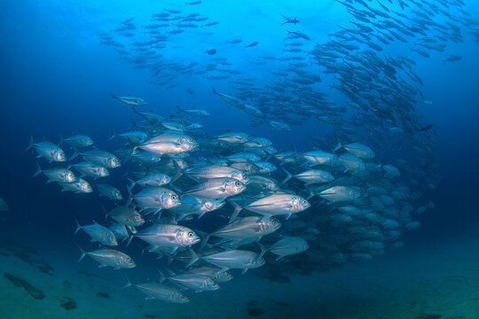 Bigeye trevally swimming in a large school