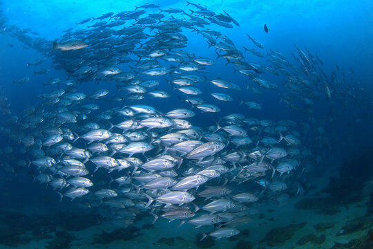 Bigeye trevally swimming in a large school