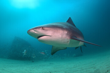 Fototapeta premium Bull Shark