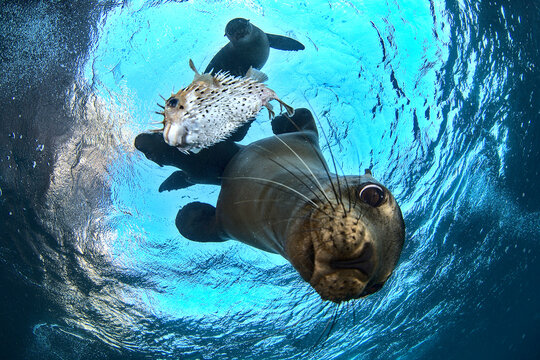 Sea Lion Pups Playing