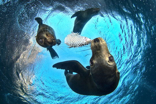 Sea Lion Pups Playing