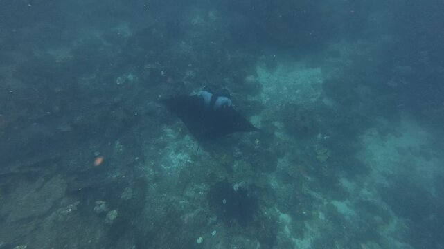 The underwater world with manta silhouette in murky waters, diving with giants, underwater encounter, deep blue swimmer