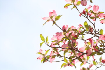 Fototapeta premium ハナミズキ、花、植物、春、写真、５月、自然、木、枝、美しい、空、青空、風景、景色
