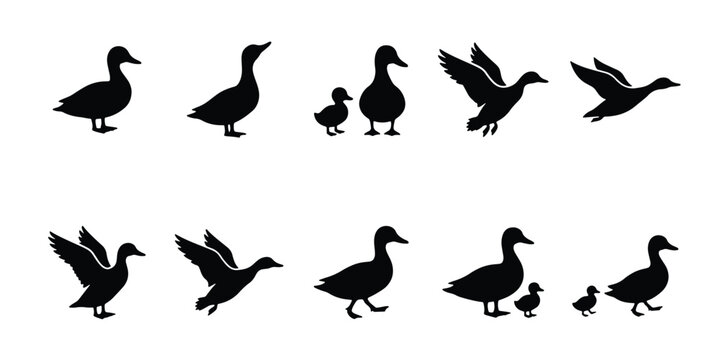 Duck silhouette collection, set of 10 vector bird icons, mallard and duckling silhouettes in flying and walking poses, black waterfowl graphics