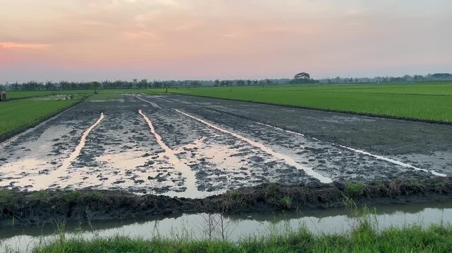 Traditional Rice Seedbed Preparation at Golden Hour Sunset