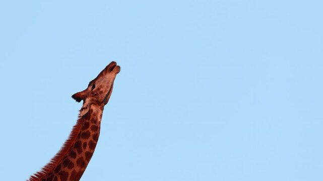 Close view, giraffe chewing dry bones for minerals against blue sky, slow motion