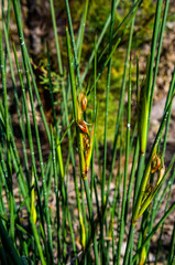 Obraz premium Juncus es un género de plantas con flores monocotiledóneas, comúnmente conocidas como juncos