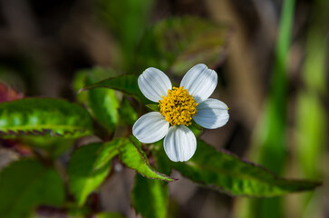 Bidens pilosa es una maleza resistente capaz de invadir una amplia gama de hábitats © Primi
