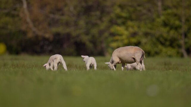 Young lambs chasing and playing in green meadow while ewe grazes in background