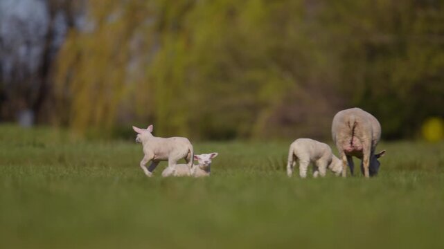 Young lambs running and playing together in meadow pasture while ewe grazes nearby