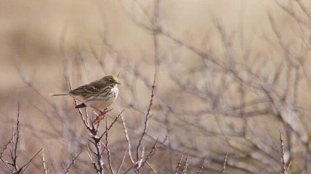 Meadow pipit perched on thin sharp branches in dry grassland field habitat