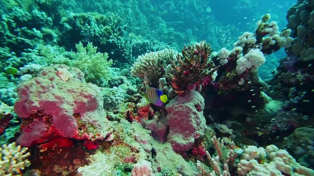 underwater scene showcases a thriving coral reef brimming with diverse marine life. A brightly colored tropical fish, possibly a butterflyfish or angelfish, gracefully navigates through intricate cora