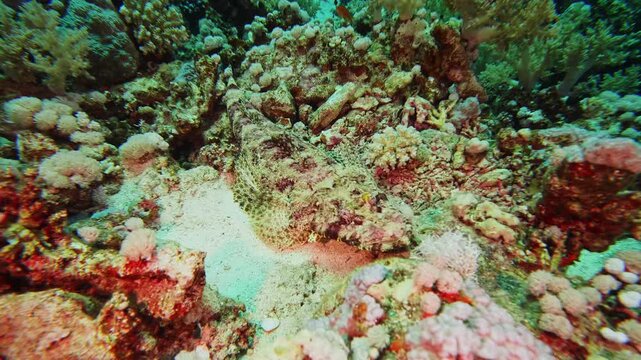 underwater footage reveals a stonefish Synanceia verrucosa masterfully camouflaged within a colorful coral reef environment. The highly venomous fish remains perfectly still, blending with the texture