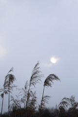 Obraz premium Dry common reed stalks against overcast grey sky