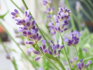 Fototapeta premium Closeup of lavender flowers in a garden. Purple lavender in bloom in a garden.