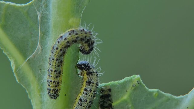 Cabbage white butterfly caterpillars (Pieris brassicae) eating green cabbage plant, larvae feeding activity, close-up, soft light. Interconnection and Survival Instinct.