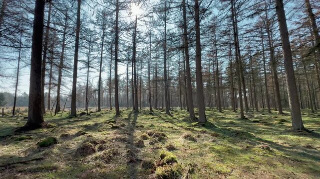 Handheld tilt-up shot of dense pine forest with moss-covered floor revealing sunstar through bare conifer canopy, long shadows and open heathland visible in background.