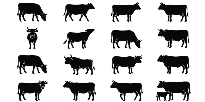 Black cow silhouettes set, 16 farm animal vector icons, cattle livestock grazing and standing poses, dairy and beef bull shapes for farm branding