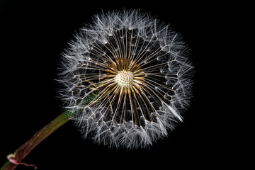 Dmuchawiec na czarnym tle, zbliżenie makro na nasiona mniszka lekarskiego z delikatnymi białymi parasolkami. Artystyczne ujęcie natury, detale struktury rośliny w dużym powiększeniu. © Henryk Niestrój