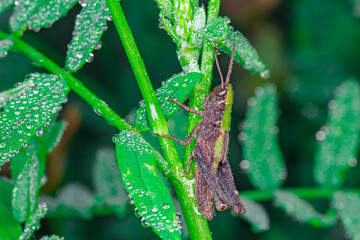 Makro fotografia brązowego konika polnego na zielonych liściach pokrytych poranną rosą. Wyraźne detale owada i kropli wody. Świeży, naturalny portret dzikiej przyrody w ogrodzie lub na łące. © Henryk Niestrój