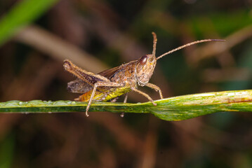 Zbliżenie makro na konika polnego siedzącego na źdźble trawy z kropelkami porannej rosy. Wyraźne detale owada na naturalnym, ciemnym tle. Autentyczny portret dzikiej przyrody w ogrodzie. © Henryk Niestrój