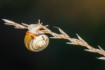 Mały ślimak z wzorzystą skorupą wspina się na kłos trawy. Makro fotografia przyrody z miękkim tłem bokeh. Symbol spokoju, powolnego tempa i piękna detali mikroświata. © Henryk Niestrój