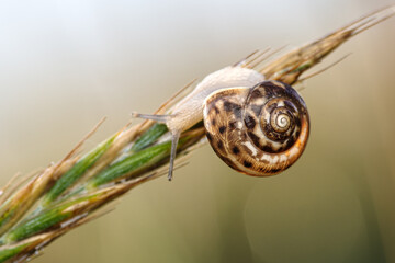 Mały ślimak z wzorzystą skorupą wspina się na kłos trawy. Makro fotografia przyrody z miękkim tłem bokeh. Symbol spokoju, powolnego tempa i piękna detali mikroświata. © Henryk Niestrój