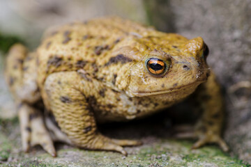 Ropucha siedząca na kamieniu w naturalnym środowisku, zbliżenie z widoczną chropowatą skórą i selektywną ostrością. © Henryk Niestrój