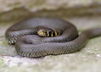 Mały zaskroniec zwyczajny zwinięty w spiralę na kamiennej powierzchni, z widoczną żółtą obrożą i selektywną ostrością. © Henryk Niestrój
