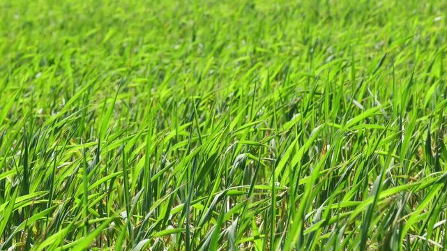 Beautiful fresh green grass closeup flutters in the wind