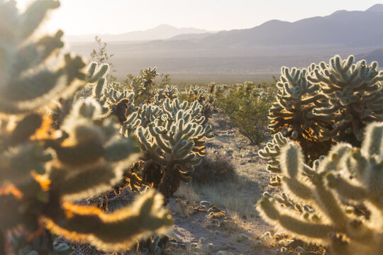 Cholla cactus