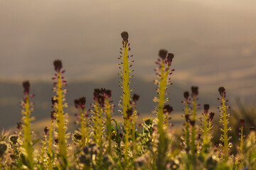 Naklejka premium Wildflowers