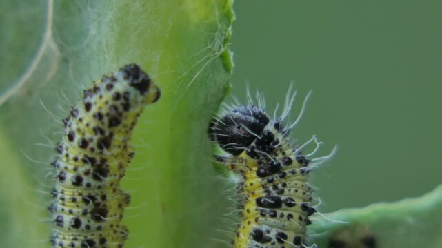 One cabbage butterfly caterpillar (Pieris brassicae) eating leaf while another larva crawls away, macro detail, soft light. Tiny World and Intricacy.