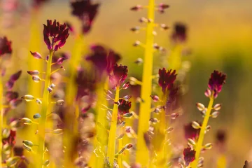 Wildflowers © Galyna Andrushko