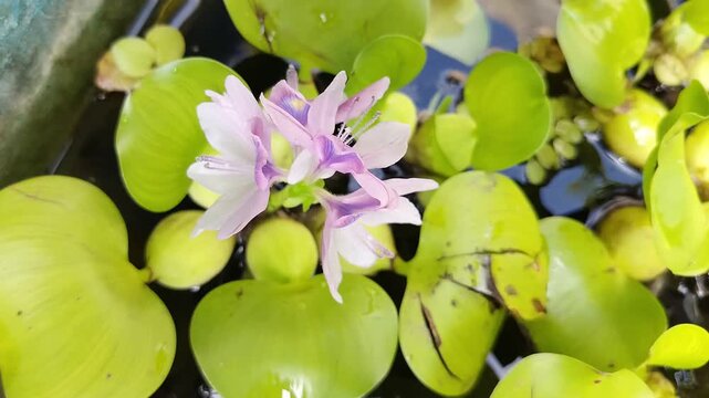Wide Dolly out of Purple flower floats atop green lily pads. Sunlight glints off dewy, vibrant leaves. Still water reflects bright green foliage. Nature's quiet beauty, peaceful and calm. Ideal for tr