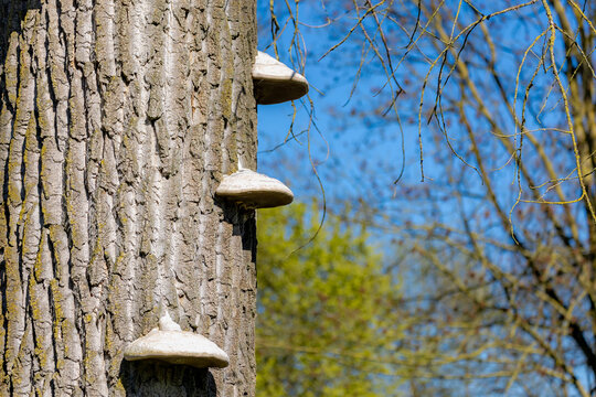 Selective focus of dried wild polypore mushrooms on the trunk, Fomitopsis betulina commonly known as the razor strop is a bracket fungus and as the name suggests grows almost exclusively on birch tree
