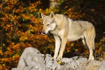 Czechoslovakian Wolfdog © lucio