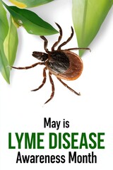 Obraz premium Close up of a realistic tick on a white background framed by green leaves with text announcing May is Lyme Disease Awareness Month.