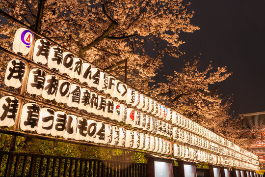 桜と提灯が彩る浅草寺の雨の夜景
Cherry blossoms and lanterns at Senso-ji Temple on a rainy night