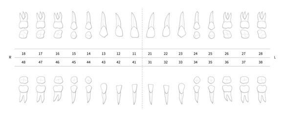 Obraz premium Realistic dental numbering system chart for estimate. Isolated teeth with roots numbering system infographic on white background. Dental chart, tooth notation for dentist quote. Vector illustration.