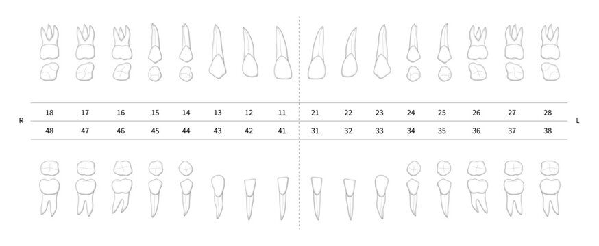 Realistic dental numbering system chart for estimate. Isolated teeth with roots numbering system infographic on white background. Dental chart, tooth notation for dentist quote. Vector illustration.