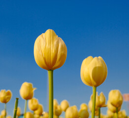 Obraz premium Yellow tulip flower field against blue sky