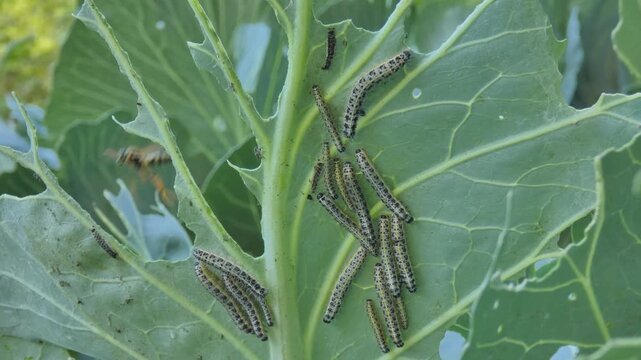 Group of large white butterfly caterpillars (Pieris brassicae) gathered on cabbage leaf, wasp flying blurred in background bokeh, medium shot, natural lighting. Interconnection and Survival Instinct.