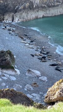 Grey Seal Colony Resting on the Pebble Beach at Angel Bay, Little Orme, Llandudno, Conwy, North Wales, UK