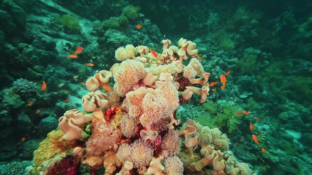 This footage captures a diverse array of soft corals and hard corals, providing a habitat for schools of small, bright orange reef fish gracefully swimming amidst the intricate marine architecture.