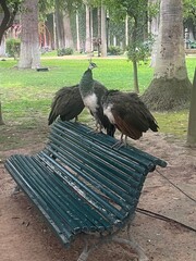 pawie na ławce © Urszula