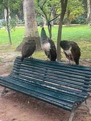 pawie na ławce © Urszula
