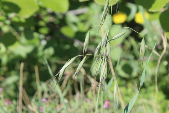 Wild Oat or the Avena fatua green plant